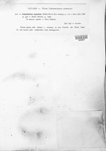 Lasiobolus papillatus image